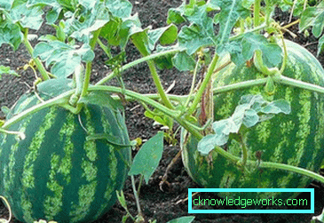 160-Kako uzgajati lubenice u stakleniku