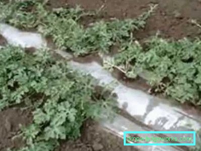 160-Kako uzgajati lubenice u stakleniku