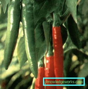 340-Kako uzgajati ljutu papriku
