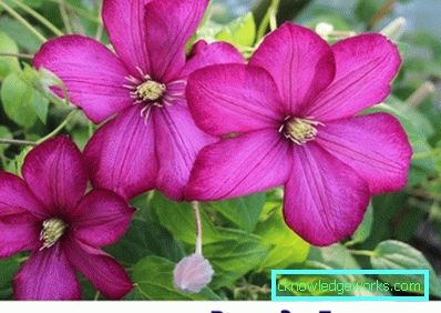 143-Clematis Opis