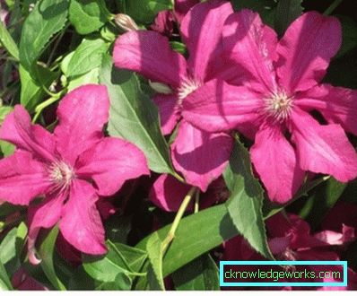 143-Clematis Opis